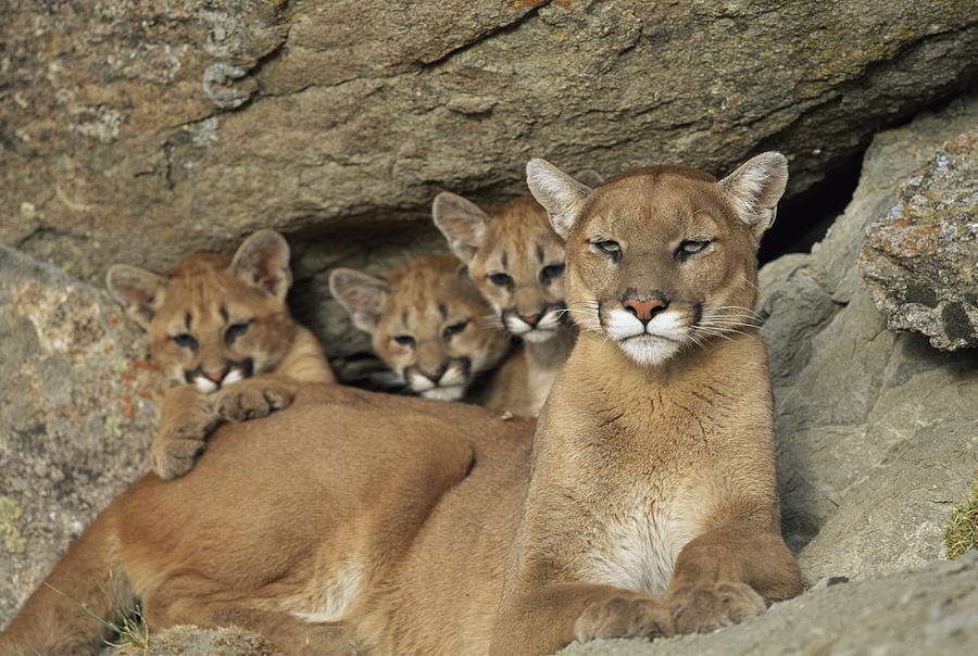 Conservar al puma es conservar a todos los ambientes de América" - Kermes