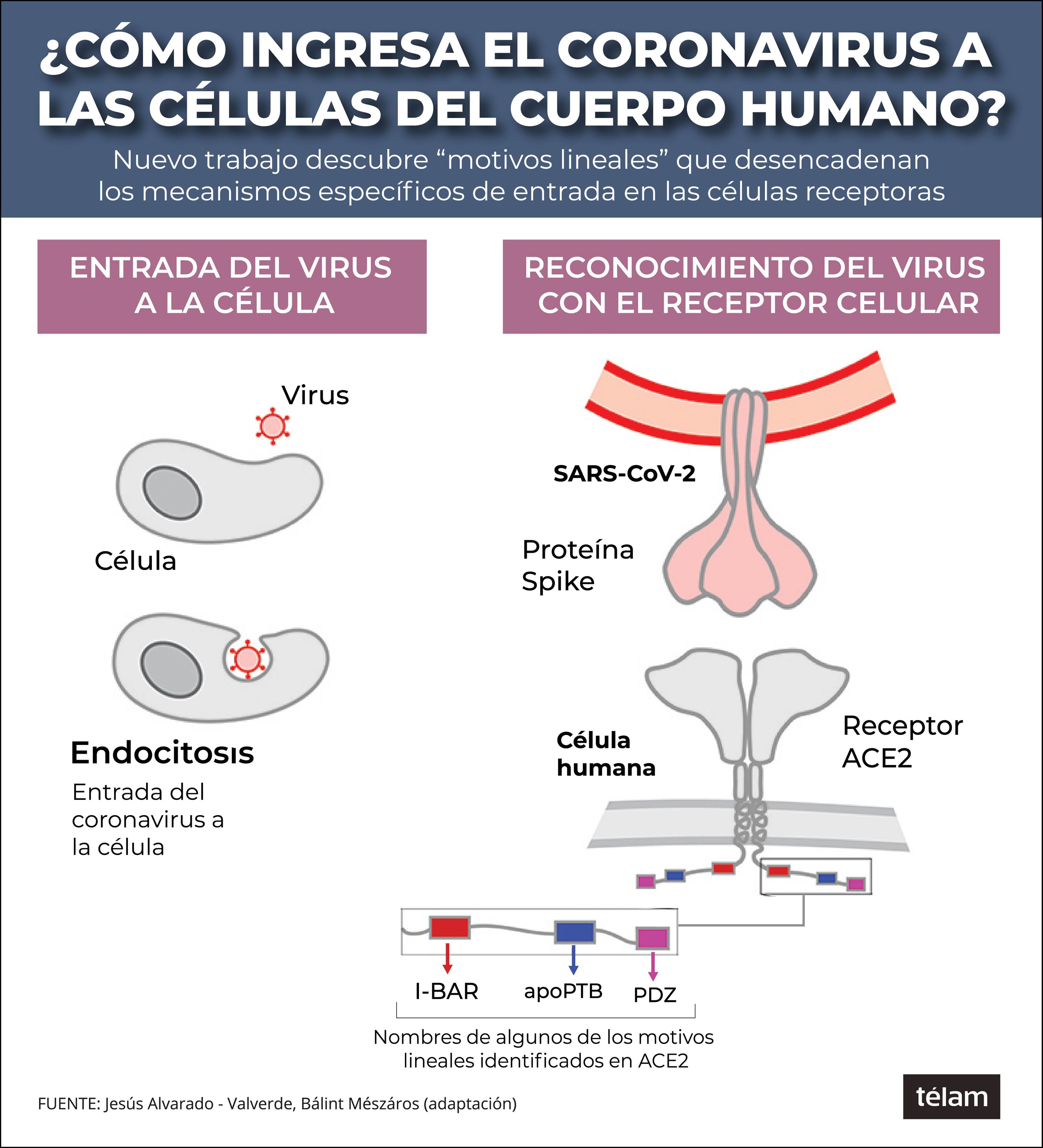 covid celulas RGB